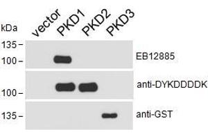 HEK293 lysate overexpressing Human DYKDDDDK-tagged PKD1, Human DYKDDDDK-tagged PKD2 or Human GST-tagged PKD3 probed with ABIN5539575 (0.