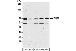 Western Blotting (WB) image for anti-Polo-Like Kinase 1 (PLK1) (AA 1-50) antibody (ABIN7449668)