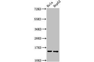Western Blot Positive WB detected in: Hela whole cell lysate, HepG2 whole cell lysate All lanes: IFITM3 antibody at 2. (IFITM3 anticorps  (AA 1-57))