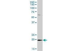 DUSP21 MaxPab polyclonal antibody.