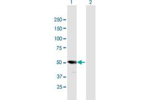Western Blot analysis of PSMD5 expression in transfected 293T cell line by PSMD5 MaxPab polyclonal antibody.
