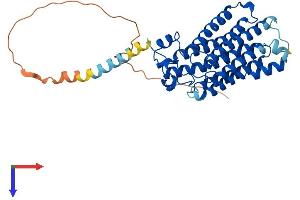 AlphaFold protein structure predicition of Human Recombinant ADIPOR1 Protein, UniprotID Q96A54