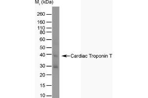 Western Blotting (WB) image for anti-Cardiac Troponin T (cTnT) antibody (ABIN180977) (Cardiac Troponin T2 anticorps)