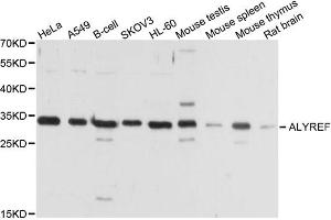 Western blot analysis of extracts of various cell lines, using ALYREF antibody. (THO Complex 4 anticorps)