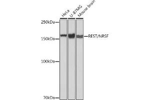 Western blot analysis of extracts of various cell lines, using REST/NRSF Rabbit mAb (ABIN7269883) at 1:1000 dilution. (REST anticorps)