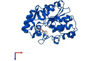 AlphaFold protein structure predicition of Human Recombinant SULT1A2 Protein, UniprotID P50226