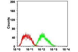 Flow Cytometry analysis of HepG2 cells with FTL monoclonal antibody, clone 6E10E4  at 1:200-1:400 dilution (Green) and negative control (Red).