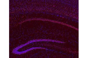 Indirect immunostaining of PFA fixed, paraffin embedded mouse brain section (dilution 1 : 200; red).