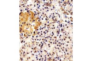 Immunohistochemical analysis of paraffin-embedded H.