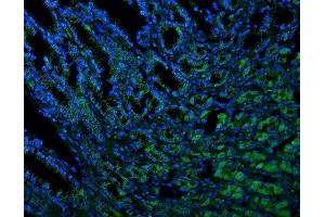 IF analysis of Thioredoxin 2/TXN2 using anti-Thioredoxin 2/TXN2 antibody (ABIN7602148). (TXN2 anticorps  (AA 60-166))