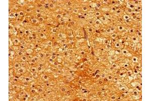 Immunohistochemistry of paraffin-embedded human adrenal gland tissue using ABIN7163206 at dilution of 1:100 (PIGA anticorps  (AA 443-484))