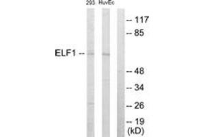 Western blot analysis of extracts from 293/HuvEc cells, using ELF1 Antibody. (ELF1 anticorps  (AA 537-586))