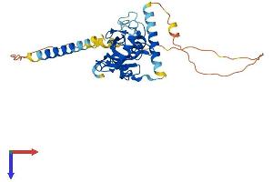 AlphaFold protein structure predicition of Mouse Recombinant Ube2j1 Protein, UniprotID Q9JJZ4