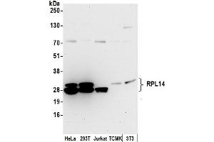 Western Blotting (WB) image for anti-Ribosomal Protein L14 (RPL14) (AA 165-215) antibody (ABIN7453007)