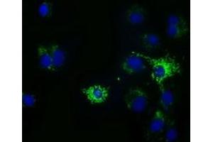Anti-HIBCH mouse monoclonal antibody (ABIN2453122) immunofluorescent staining of COS7 cells transiently transfected by pCMV6-ENTRY HIBCH (RC209814). (HIBCH anticorps)