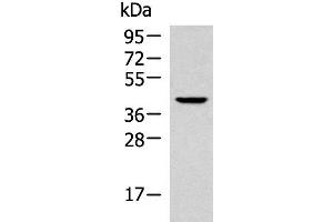 Western blot analysis of 293T cell lysate using KLF6 Polyclonal Antibody at dilution of 1:800 (KLF6 anticorps)