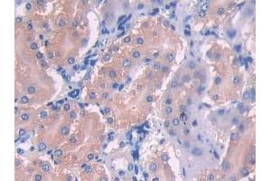 Detection of UMODL1 in Mouse Kidney Tissue using Polyclonal Antibody to Uromodulin Like Protein 1 (UMODL1) (UMODL1 anticorps  (AA 34-306))