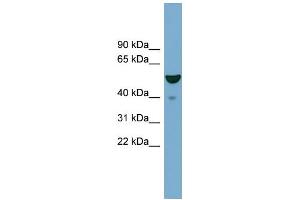 WB Suggested Anti-FBXO9 Antibody Titration:  0.