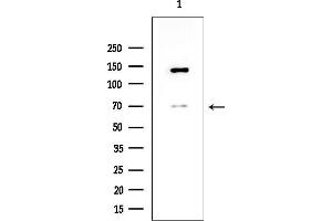 anti-ADAM Metallopeptidase Domain 23 (Adam23) (C-Term) antibody
