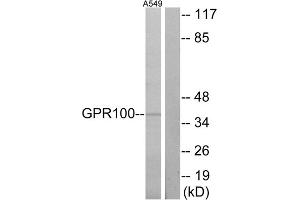 Western blot analysis of extracts from A549 cells, using GPR100 antibody. (RXFP4 anticorps  (C-Term))