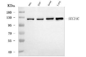 Western blot analysis of SEC24C using anti-SEC24C antibody (ABIN7600303).