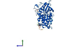 AlphaFold protein structure predicition of Mouse Recombinant Csnk2a2 Protein, UniprotID O54833