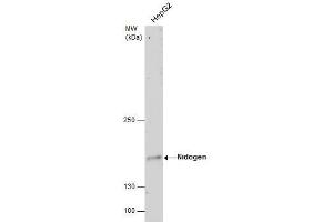 WB Image Nidogen antibody detects Nidogen protein by western blot analysis. (Nidogen 1 anticorps)