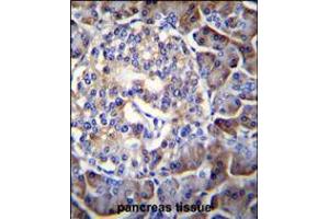 HIP1R Antibody immunohistochemistry analysis in formalin fixed and paraffin embedded human pancreas tissue followed by peroxidase conjugation of the secondary antibody and DAB staining.