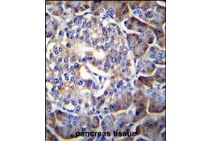 HIP1R Antibody immunohistochemistry analysis in formalin fixed and paraffin embedded human pancreas tissue followed by peroxidase conjugation of the secondary antibody and DAB staining. (HIP1 anticorps  (N-Term))