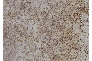 ABIN6277191 at 1/100 staining Rat spleen tissue by IHC-P. (Histone 3 anticorps  (N-Term))