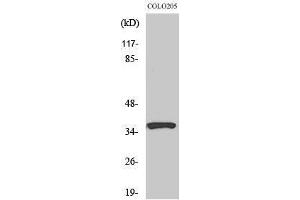 Western Blotting (WB) image for anti-Ras Association (RalGDS/AF-6) Domain Family Member 4 (RASSF4) (Internal Region) antibody (ABIN3186696) (RASSF4 anticorps  (Internal Region))