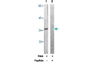 Western blot analysis of extracts from Jurkat cells, treated with PMA (125 ng/mL, 30 mins), using PEA15 polyclonal antibody . (PEA15 anticorps  (Ser116))