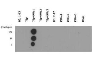 Dot Blot of Rabbit Histone H3 [Monomethyl Lys9, p Thr6] Antibody.
