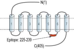 anti-G Protein-Coupled Receptor 143 (GPR143) (AA 225-239), (Intracellular), (Loop 3) antibody