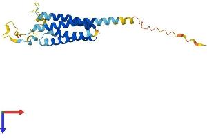AlphaFold protein structure predicition of Human Recombinant NKAIN2 Protein, UniprotID Q5VXU1