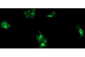 Image no. 9 for anti-Ubiquitin-Conjugating Enzyme E2G 2 (UBE2G2) antibody (ABIN1501634)