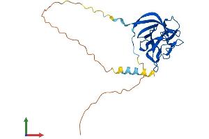AlphaFold protein structure predicition of Human Recombinant FGF12 Protein, UniprotID P61328