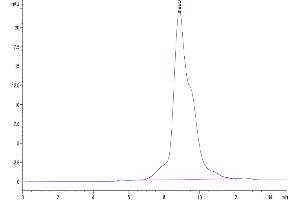 The purity of Mouse MMP-8 is greater than 95 % as determined by SEC-HPLC.