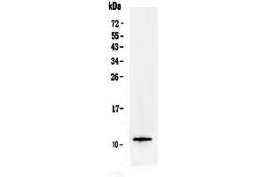 anti-Trefoil Factor 3 (Intestinal) (TFF3) (AA 23-81) antibody