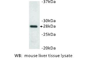 Image no. 1 for anti-14-3-3 alpha + beta (YWHAB) antibody (ABIN1112791)