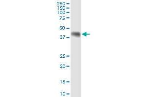 Immunoprecipitation of WNT8A transfected lysate using anti-WNT8A MaxPab rabbit polyclonal antibody and Protein A Magnetic Bead , and immunoblotted with WNT8A purified MaxPab mouse polyclonal antibody (B01P) .