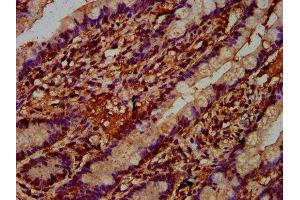 IHC image of ABIN7167562 diluted at 1:400 and staining in paraffin-embedded human small intestine tissue performed on a Leica BondTM system. (REG4 anticorps  (AA 27-148))