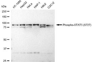 Western blotting analysis using Phospho-STAT3 (S727) antibody (ABIN7800344).