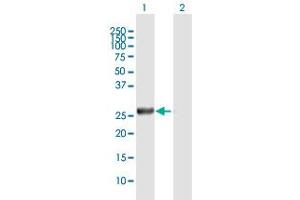 Western Blot analysis of TSSK6 expression in transfected 293T cell line by TSSK6 MaxPab polyclonal antibody.