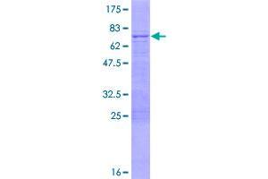 Image no. 1 for IQ Motif Containing D (IQCD) (AA 1-347) protein (GST tag) (ABIN1308032)