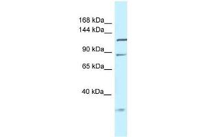 Western Blot showing Tmem132d antibody used at a concentration of 1. (TMEM132D anticorps  (Middle Region))