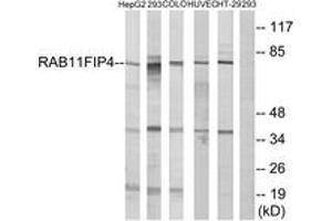 Western blot analysis of extracts from 293/COLO/HuvEc/HepG2/HT-29 cells, using RAB11FIP4 Antibody. (RAB11FIP4 anticorps  (AA 452-501))
