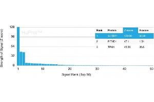 Analysis of Protein Array containing more than 19,000 full-length human proteins using PAI-RBP1 Mouse Monoclonal Antibody (SERBP1/3493).