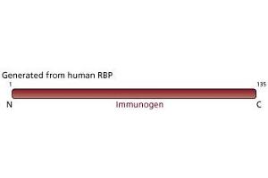 Image no. 3 for anti-Retinol Binding Protein 4, Plasma (RBP4) (AA 1-135) antibody (ABIN967847)