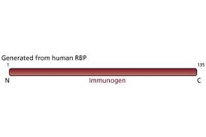 Image no. 3 for anti-Retinol Binding Protein 4, Plasma (RBP4) (AA 1-135) antibody (ABIN967847) (RBP4 anticorps  (AA 1-135))
